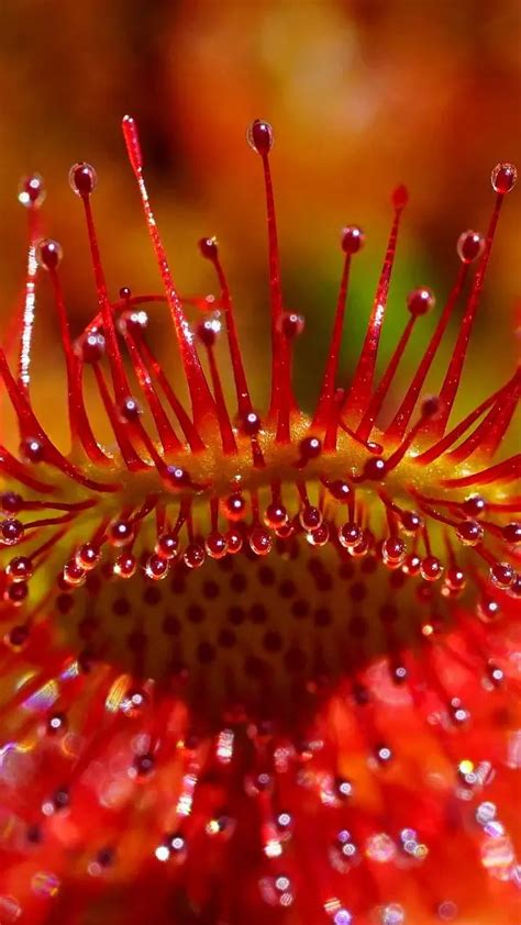 Cape Sundew : ‘ही’ वनस्‍पती करते किटकांची शिकार