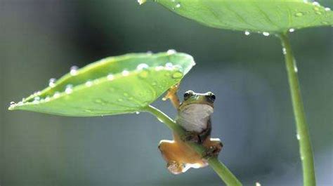 为什么雨天里青蛙的叫声特别大？_酷知经验网
