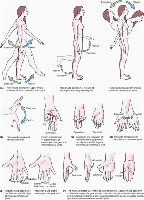 Image result for Muscle Movement Types
