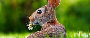 Image result for Black Bunny Names