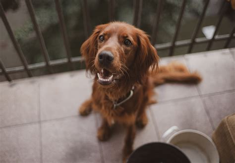 Can Dogs Eat Nut Bread