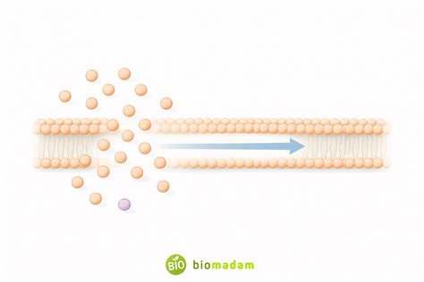 Does Simple Diffusion Require Energy? – Explained Clearly