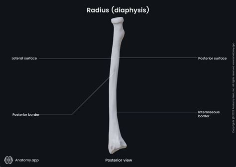 Upper Extremity Bone Anatomy Radius The Bones Of The Upper Limb Stock
