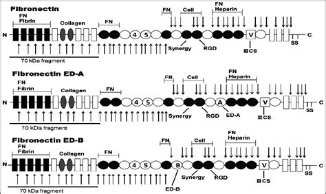 Image result for Fibronectin Molecular Structure
