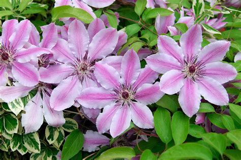 How to prune clematis: follow our expert tips and enjoy more flowers ...