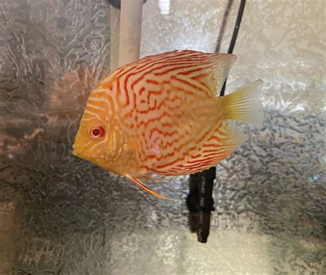 Image result for Red Leopard Discus