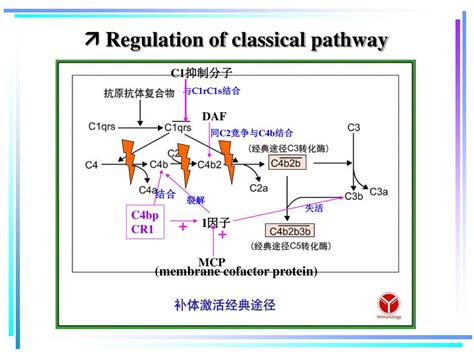 Image result for Activation of Complement