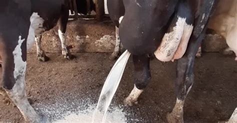 Exploding Cow Abscess 的图像结果