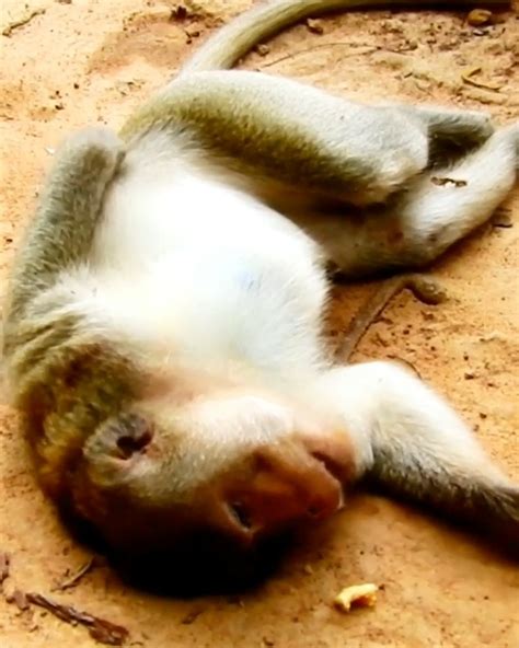 Image result for Monkey Falling Off Tree