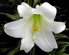 significato fiori giglio significato giglio linguaggio dei fiori significato fiori giglio significato giglio linguaggio dei fiori