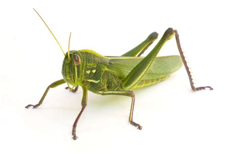 Most grasshoppers you encounter will belong to the family Acrididae ...