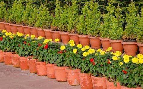 Best Plant Nurseries in Bangalore - Where to Buy Plants in Bangalore ...