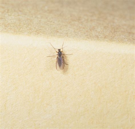 Fungus Gnats | Scouting Guides for Problems of Vegetables