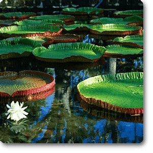 Buy Victoria lily - Plant online from Nurserylive at lowest price.