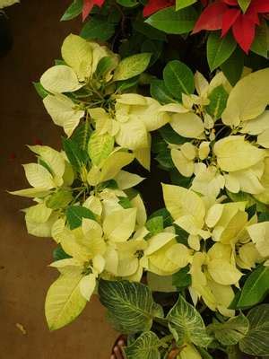 Akbar Ali, 3D & CAD from Wayanad, Kerala