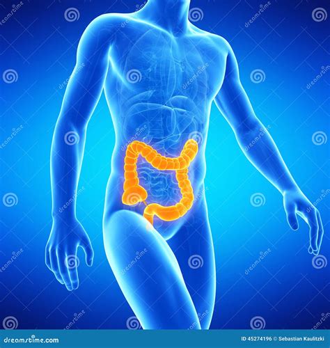 The human colon stock illustration. Illustration of transparent - 45274196