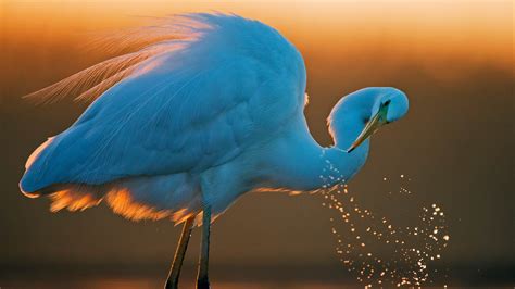 Bing Daily Wallpaper | Bing Daily Wallpaper