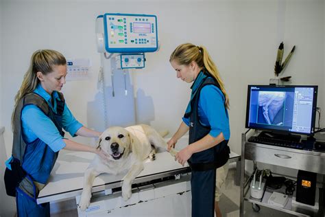 Can You Xray Fish? The Truth About Veterinary Imaging