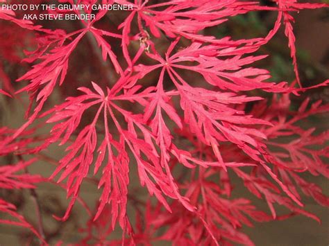 Buy Acer palmatum dissectum Crimson Queen Laceleaf Japanese Maple — Mr ...