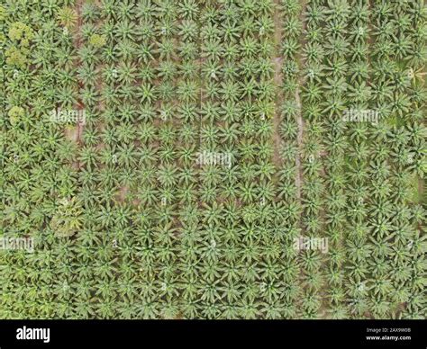 The Palm Oil Estates at Sarawak, the Borneo Island, Malaysia Stock ...