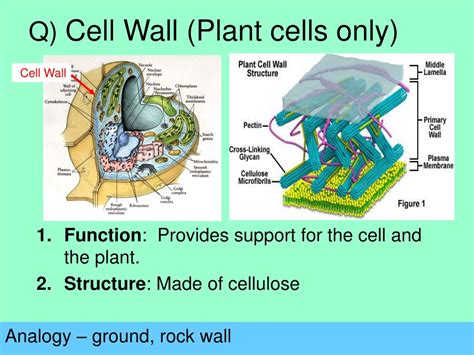 PPT - Cell Organelles Analogy PowerPoint Presentation, free download ...