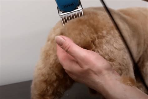 Image result for Cockapoo Tail