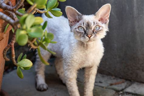 Hypoallergenic Cat Breeds