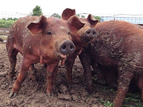 Pig Farming Victoria - Farm House