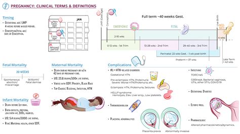 Physiology: Pregnancy: Terms and Clinical Considerations | ditki ...