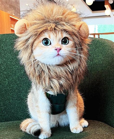 Amazon.com : Cat Lion Mane Halloween Costume for Small Cats & Puppy ...