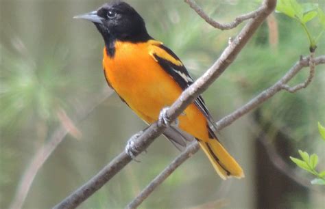 Northern Baltimore Oriole