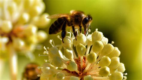 Wallpaper bee, pollination, flower hd, picture, image