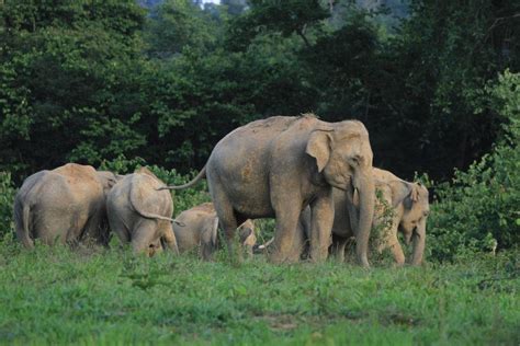 Kui Buri National Park reopens but with dual pricing and only vaccinated