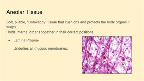 PPT - Chapter 2: Tissues & Skin PowerPoint Presentation, free download - ID:8843626