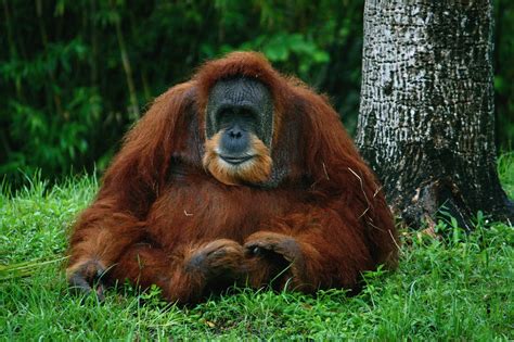 Image result for Who Is O2L