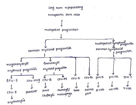 Fetal Hematopoiesis