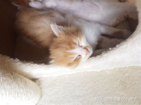 上海又多了一只大熊猫宝宝 生于中秋节目前尚未满月_新浪上海_新浪网