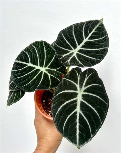 Alocasia Ninja Tuber 'Juvenile': Buy Plant Online In India – Growcerys