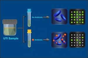 30 minute antibiotic susceptibility for urinary tract infections