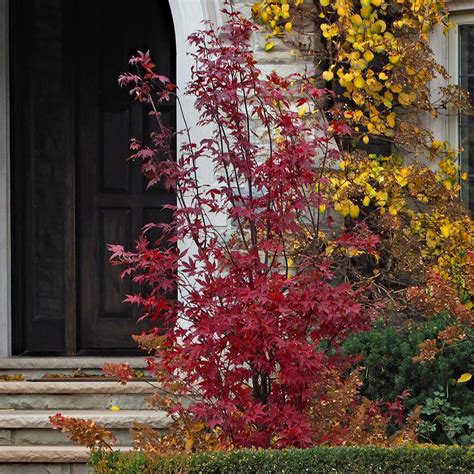 Miniature Japanese Maple