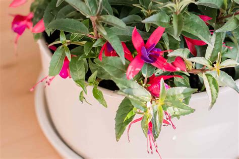 How to Grow and Care for Fuchsias Indoors