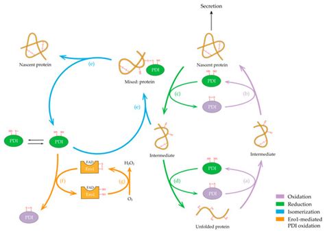 PDI-Regulated Disulfide Bond Formation in Protein Folding and ...