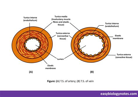 Blood vessels- Arteries, Veins and Capillaries
