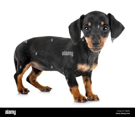 Mini Black Dachshund Puppies