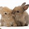 Image result for Real Baby Bunnies