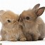 Image result for Newborn Baby Bunnies