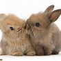 Image result for Pink Baby Bunny Wallpaper