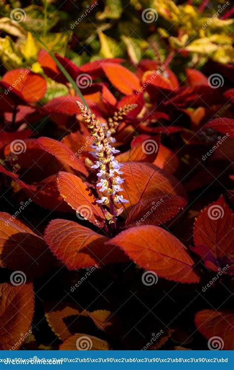 Coleus is a Genus of Plants in the Lamiaceae Family, Close-up Stock Image - Image of forest ...