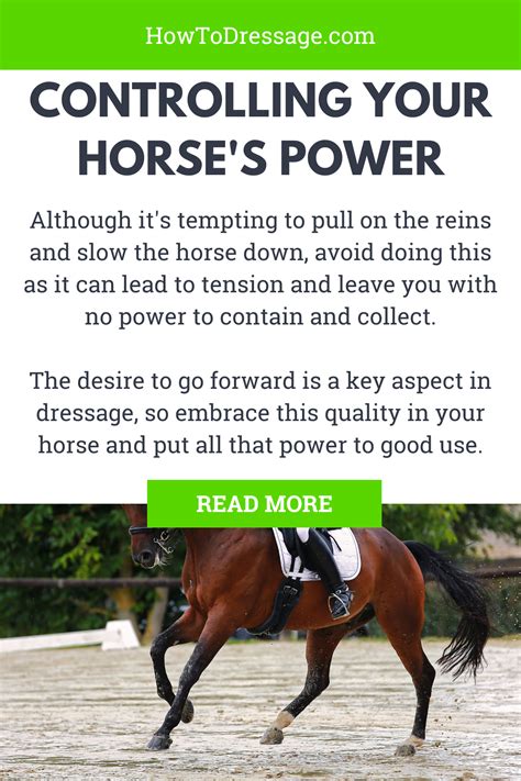 Why all dressage riders need to know the scales of training – Artofit