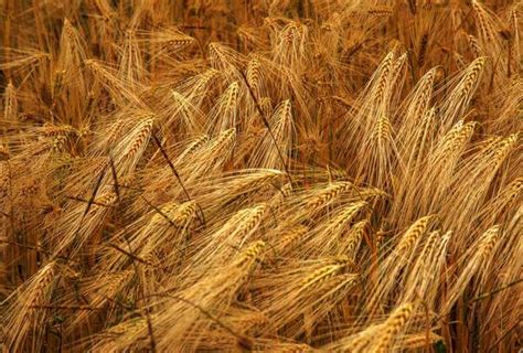 河南小麦亩产量一般多少斤 平均亩产能达到多少斤-植物说
